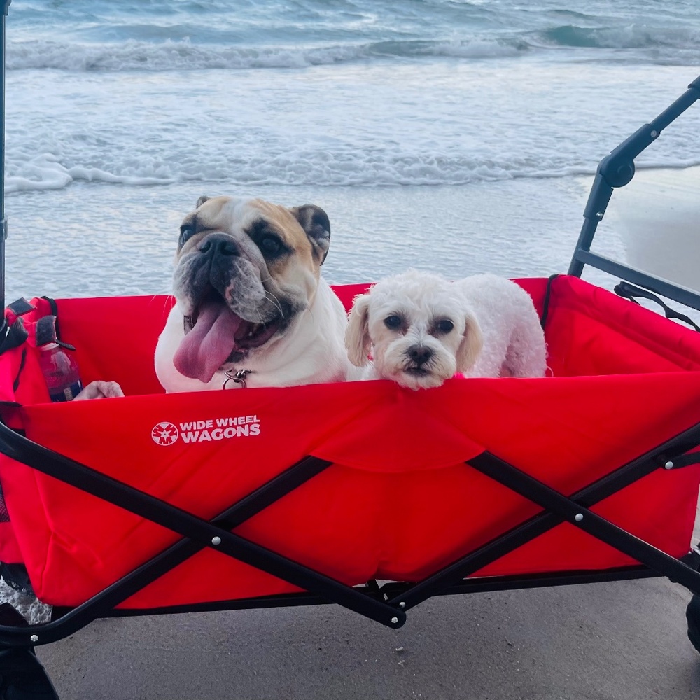 Meet your Posher, Darla